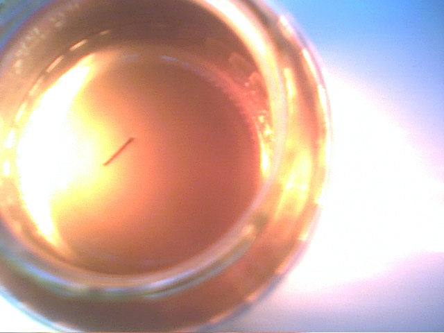 Der Klonprozess kann beginnen